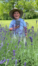 Load image into Gallery viewer, LAVENDER BUNDLE (SEASONAL)