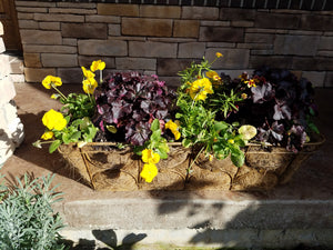 Landscape Pot Design & Planting