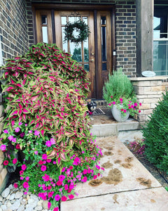 Landscape Pot Design & Planting