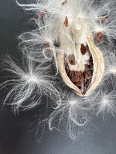 Load image into Gallery viewer, SEEDS - COMMON MILKWEED (Asclepias syriaca)
