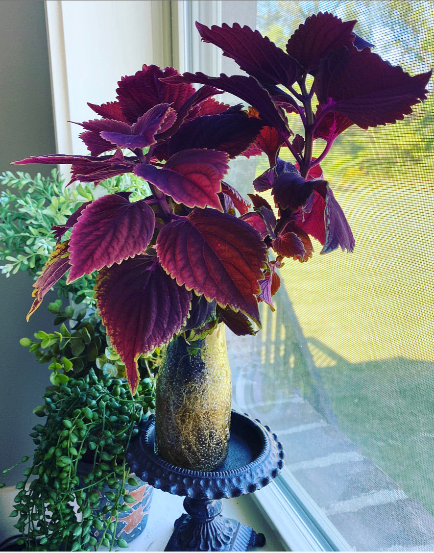 Coleus Cutting - Propagated Houseplant : Kong Red